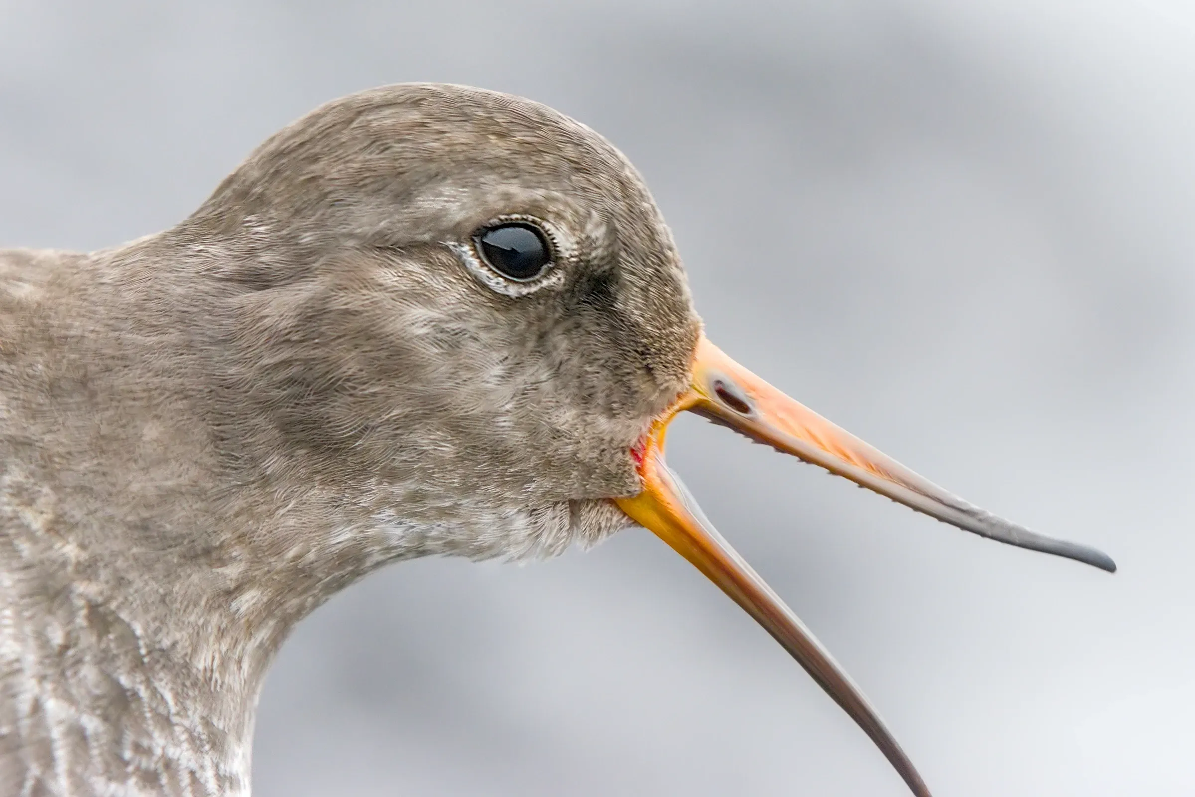 Meerstrandläufer / Purple Sandpiper
