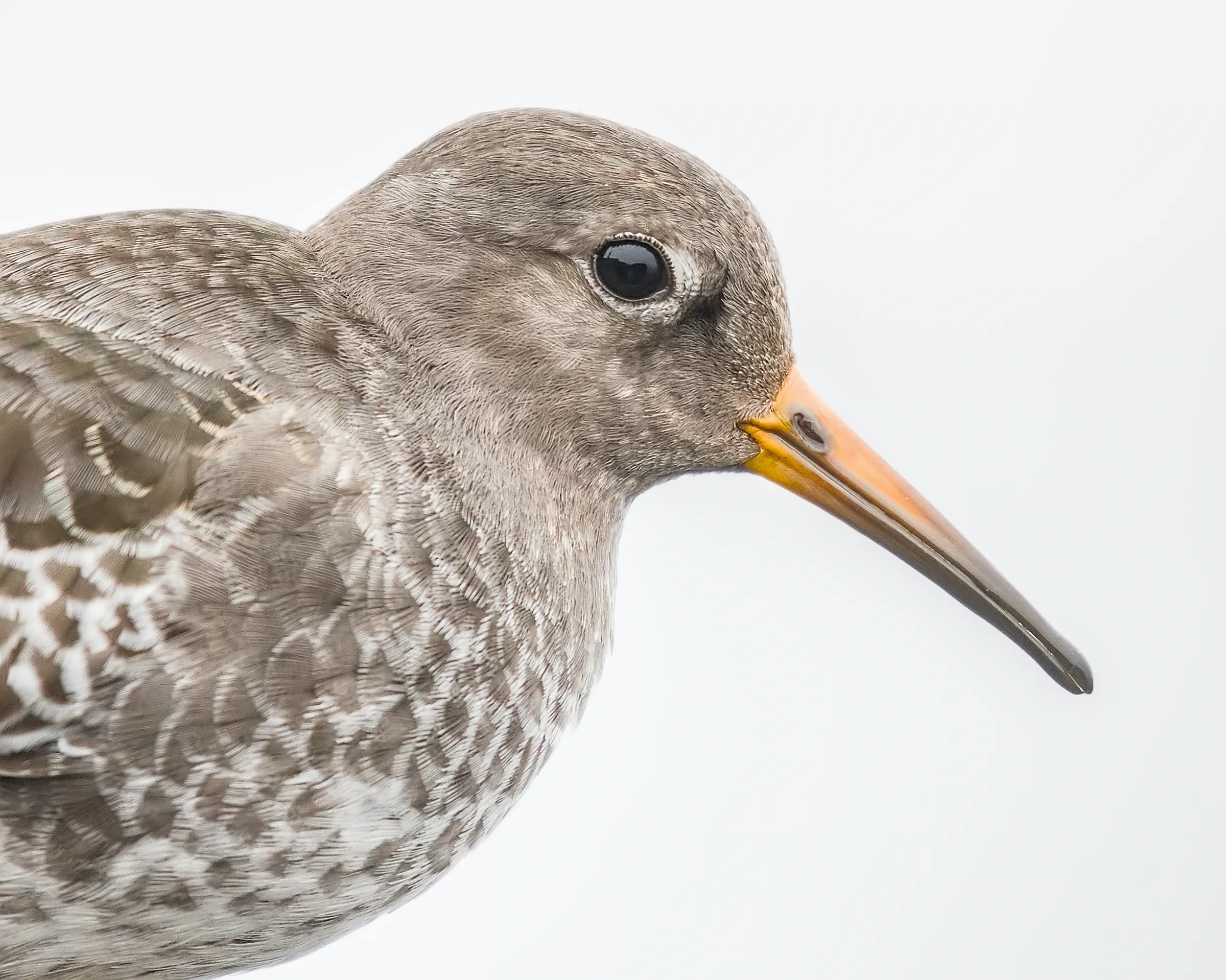 Meerstrandläufer / Purple Sandpiper