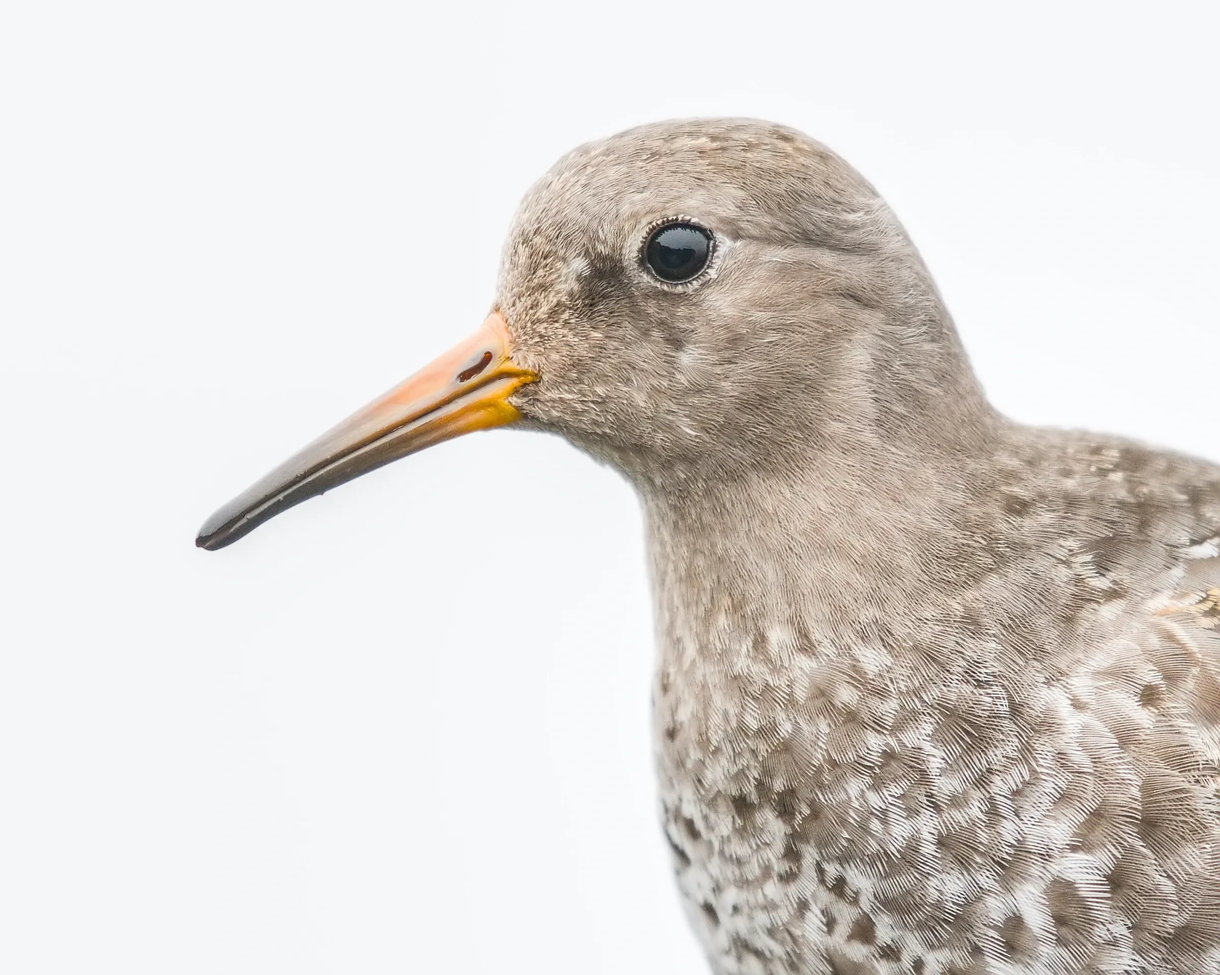 Meerstrandläufer / Purple Sandpiper