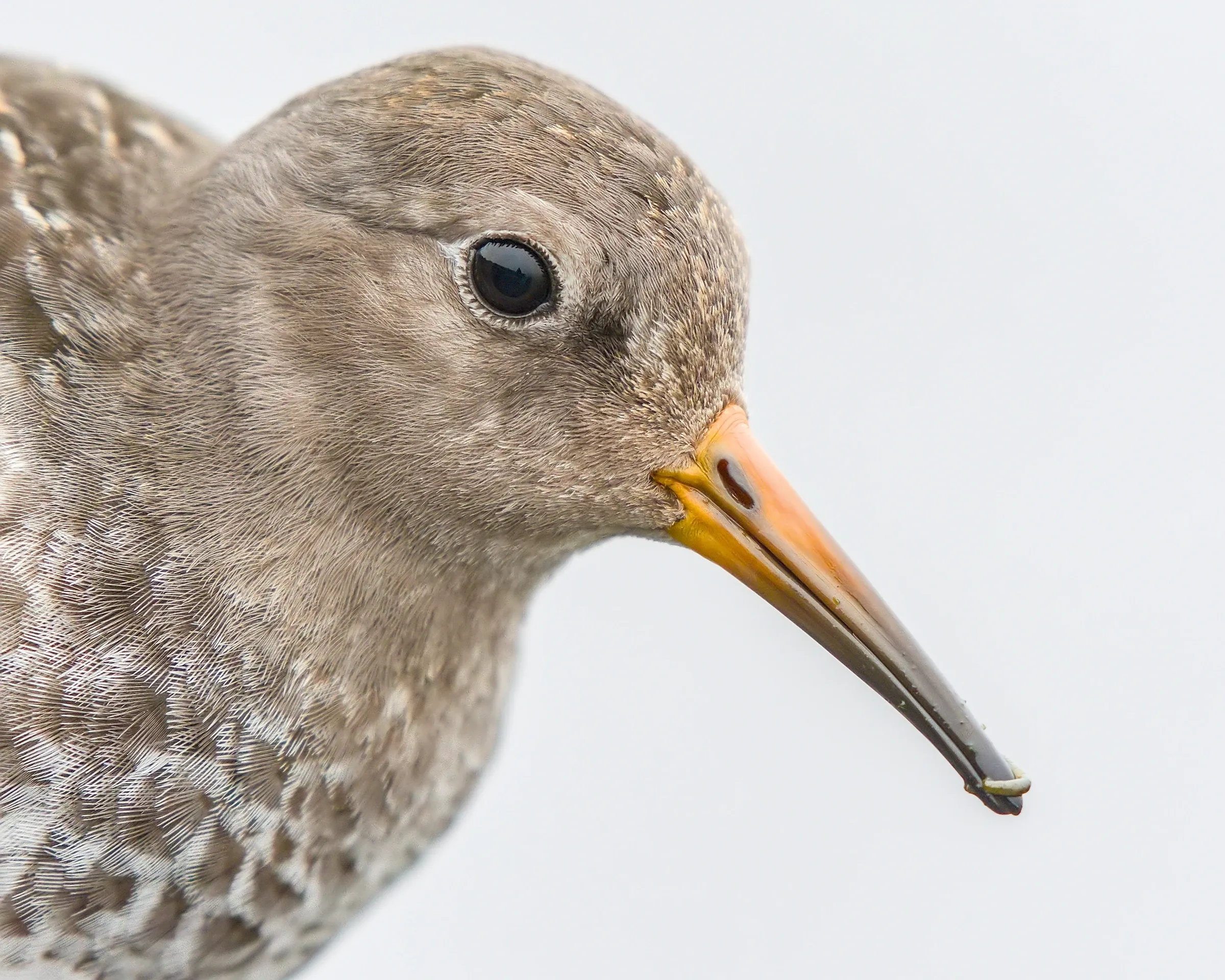 Meerstrandläufer / Purple Sandpiper