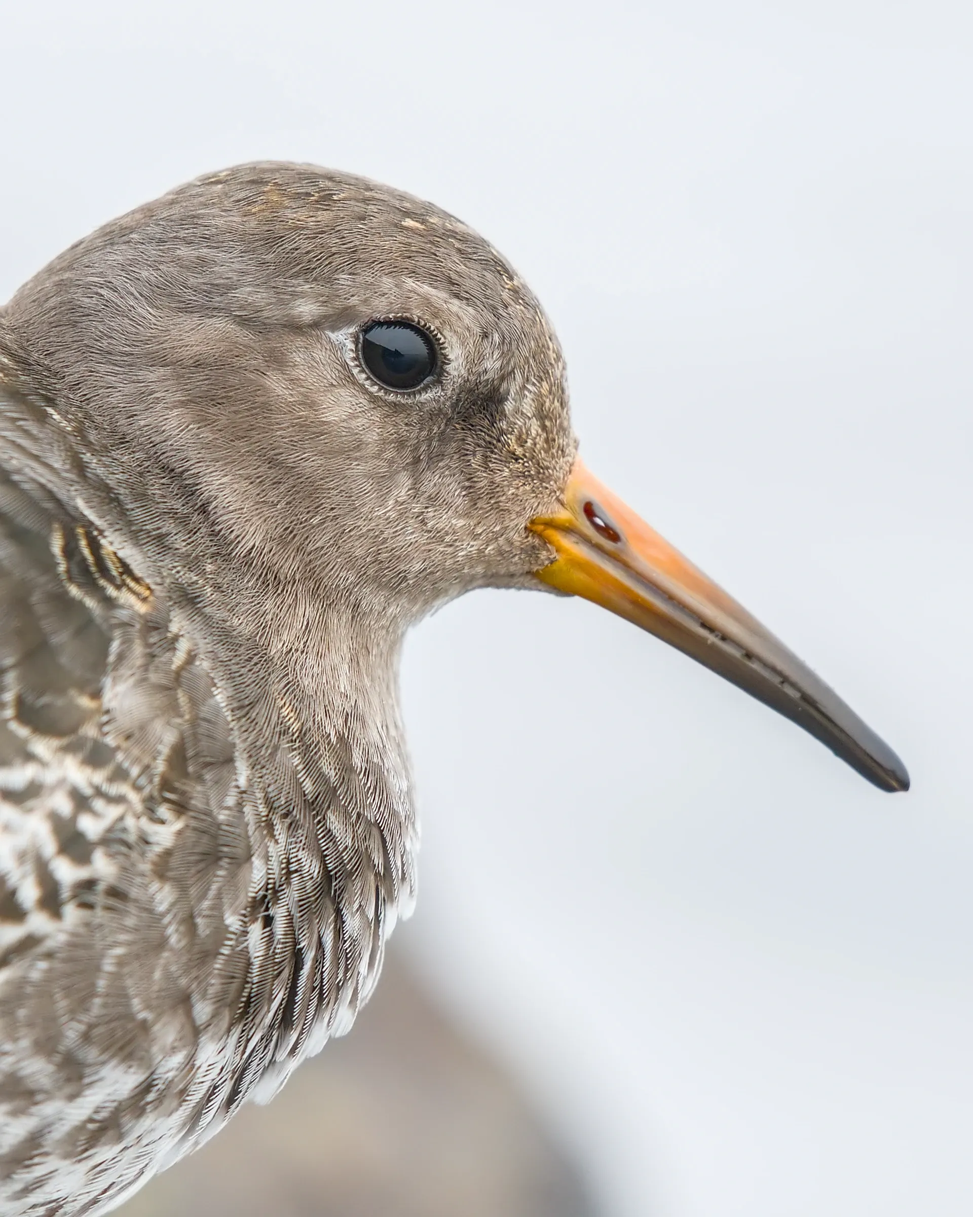 Meerstrandläufer / Purple Sandpiper