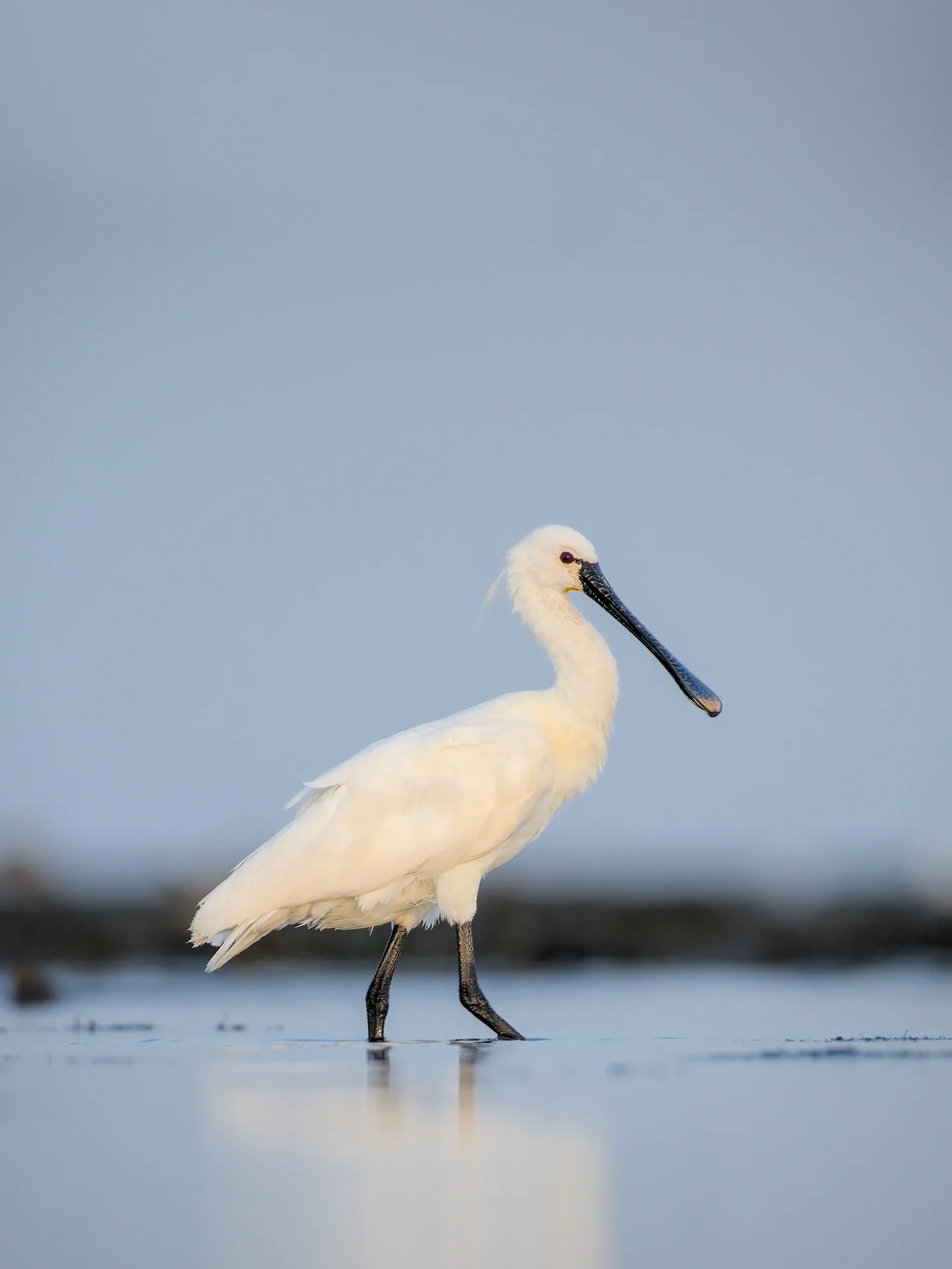 Eurasian spoonbills wading in shallow water