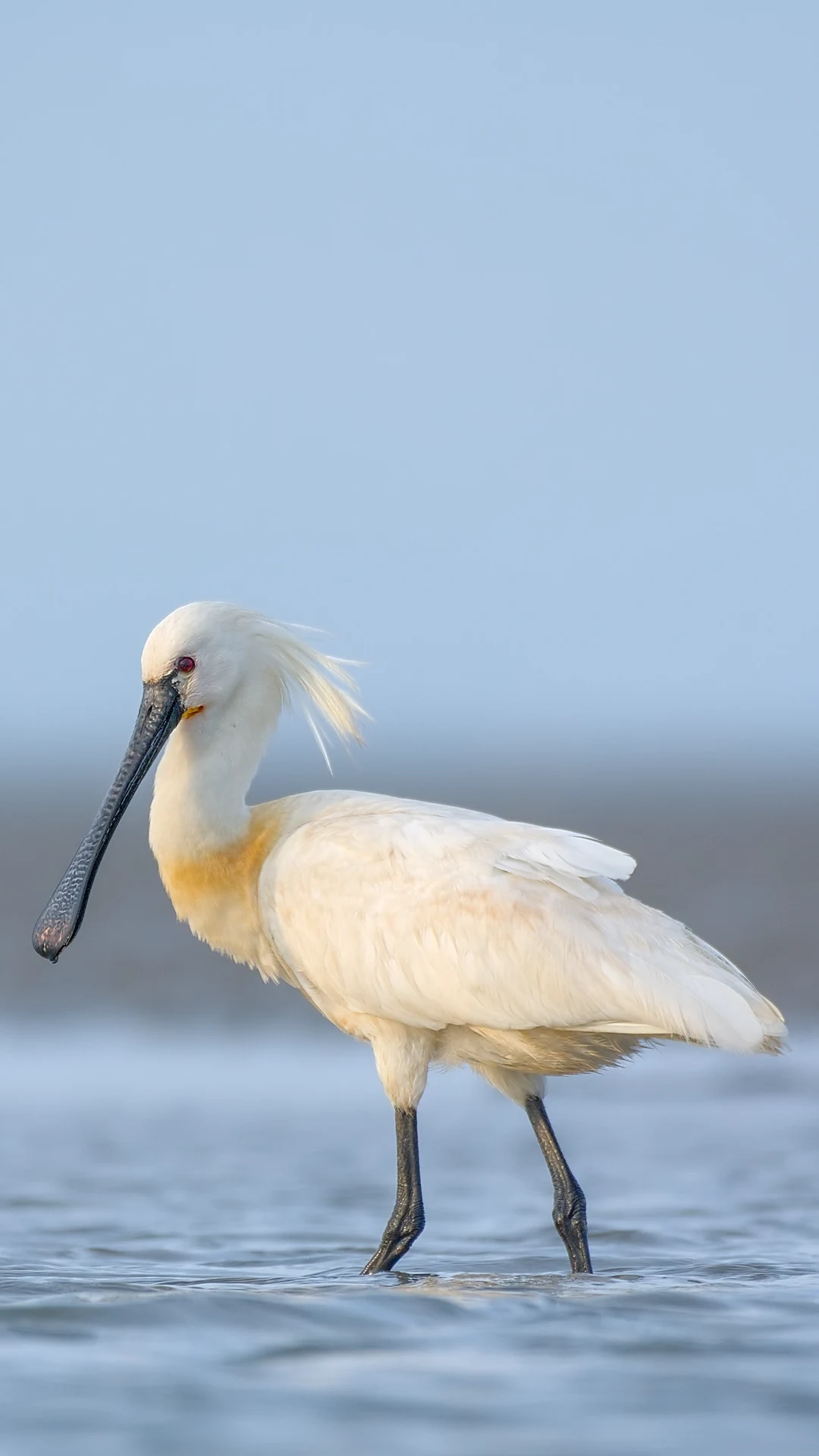 A Eurasian spoonbill wading in shallow water