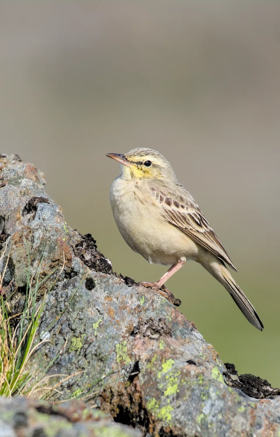 A rock bunting singing on a mossy boulder, or a tawny pipit on a lichened rock on narrow screens