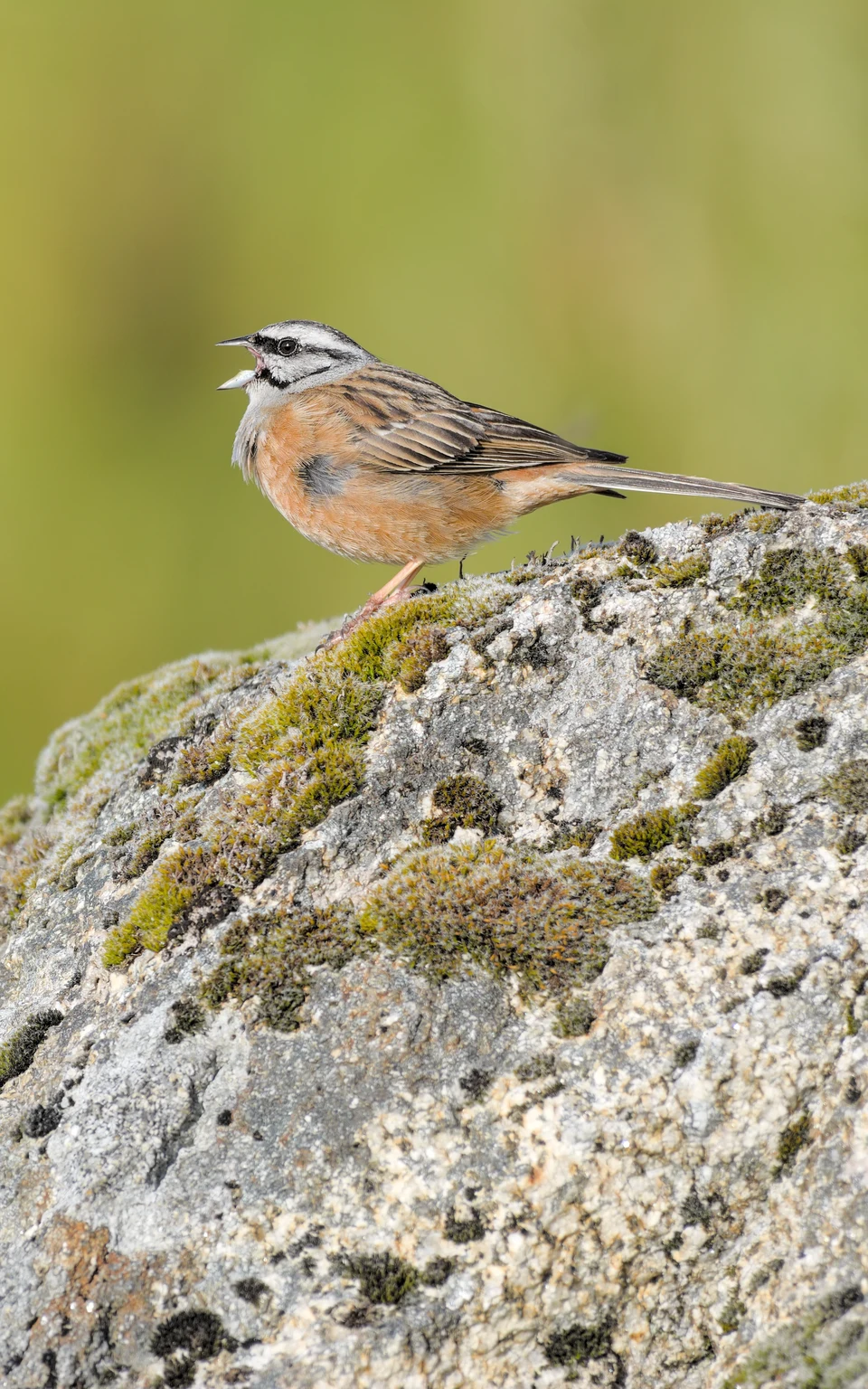 A rock bunting singing on a mossy boulder