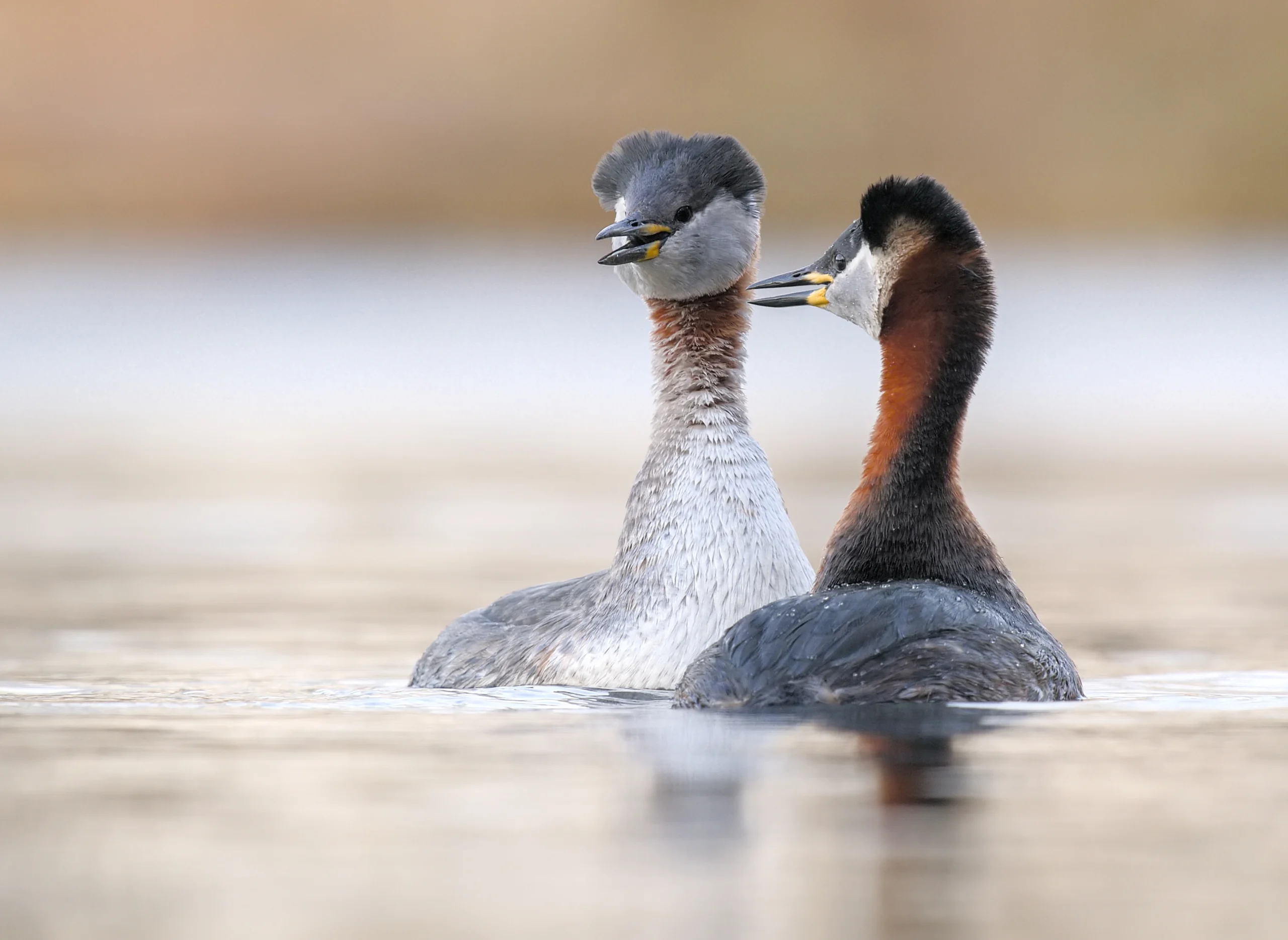 Red-necked grebe