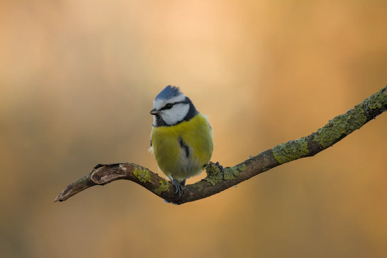 Eurasian blue tit (Blaumeise)