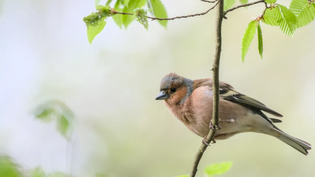 Common chaffinch (Buchfink)