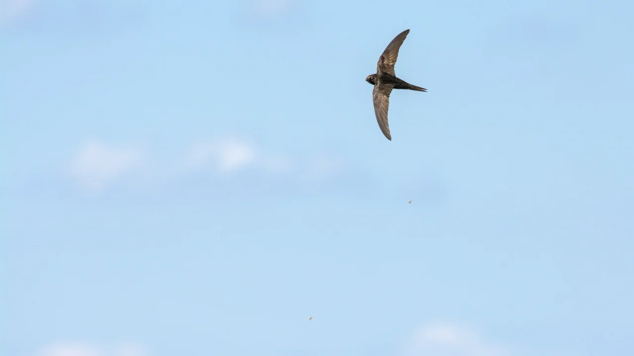 Common swift (Mauersegler)
