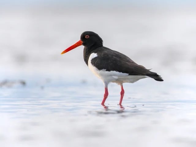 Eurasian oystercatcher (Haematopus ostralegus)