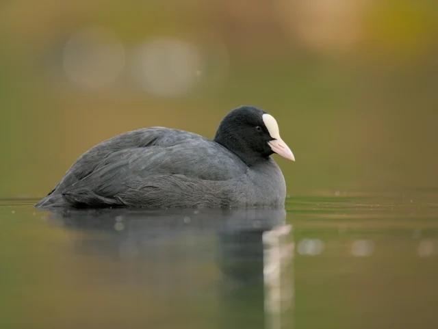 Eurasian coot (Fulica atra)