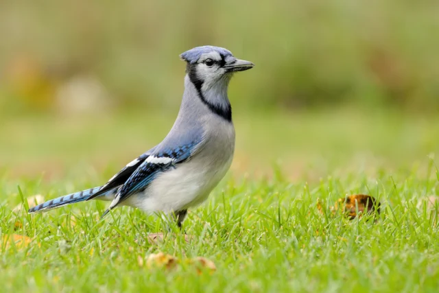 Blue Jay (Cyanocitta cristata)