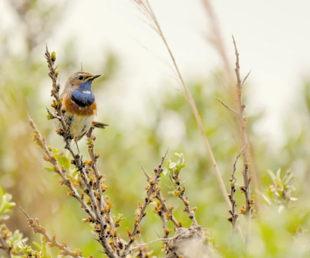 Bluethroat (Luscinia svecica)