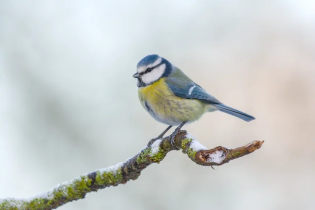 Eurasian blue tit (Cyanistes caeruleus)