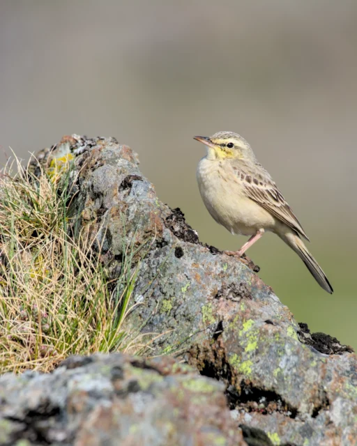 Tawny pipit (Anthus campestris)