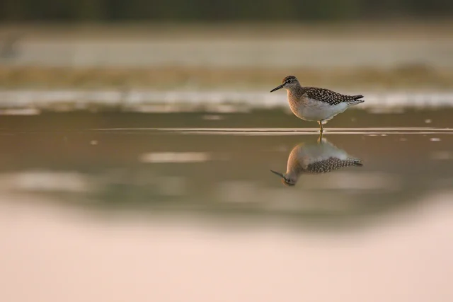 Wood sandpiper (Tringa glareola)