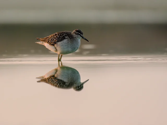 Wood sandpiper (Tringa glareola)