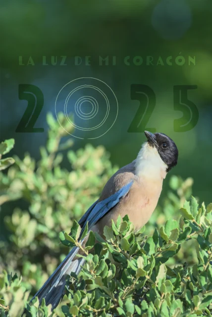 Cover of the 2025 calendar
