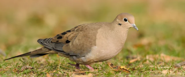 Mourning Dove (Zenaida macroura)