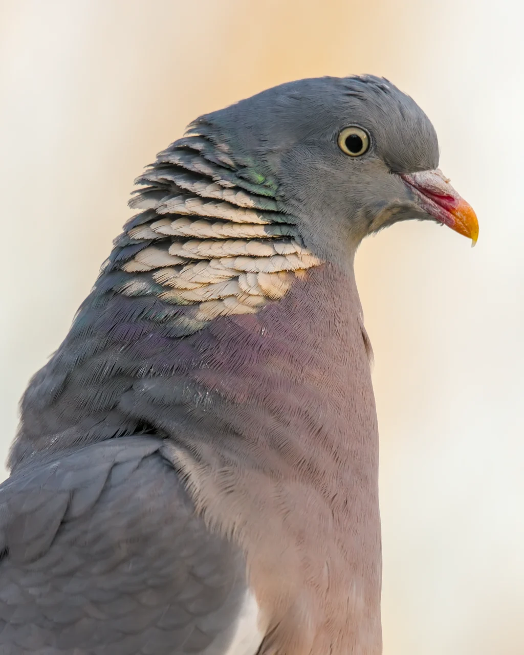 Common wood pigeon (Columba palumbus)