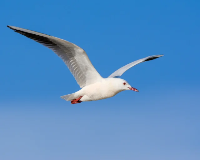 Slender-billed gull (Chroicocephalus genei)