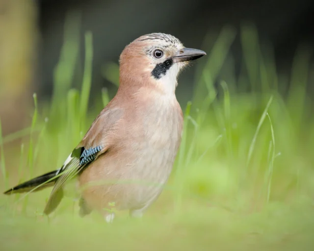 Eurasian jay (Garrulus glandarius)