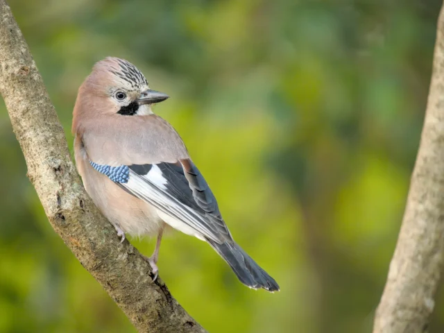 Eurasian jay (Garrulus glandarius)