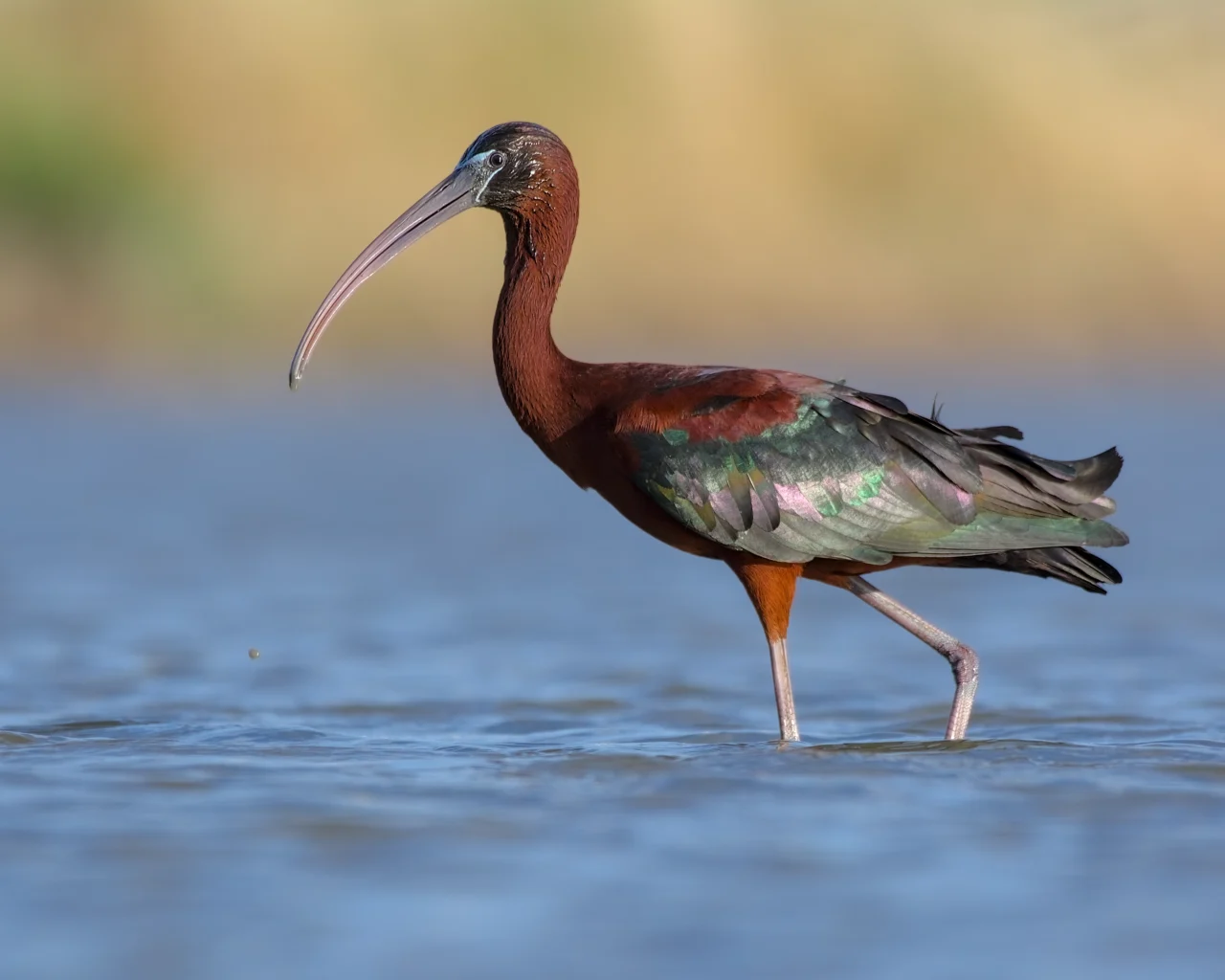 Glossy ibis (Plegadis falcinellus)