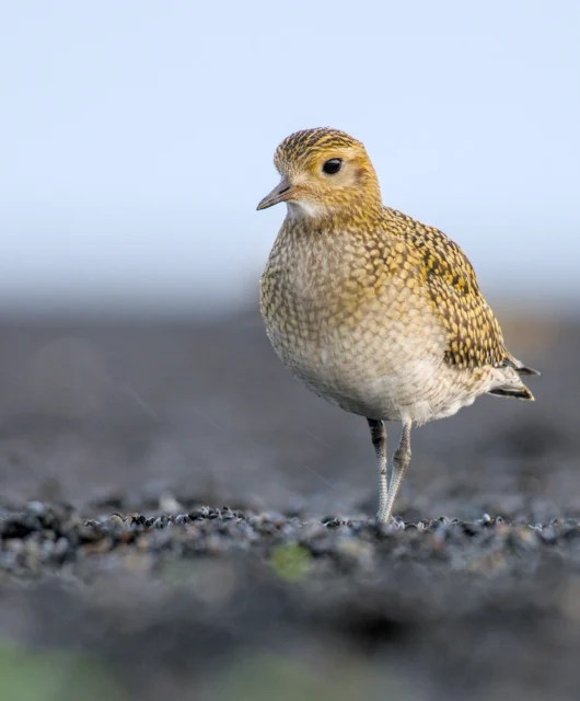 European golden plover (Pluvialis apricaria)