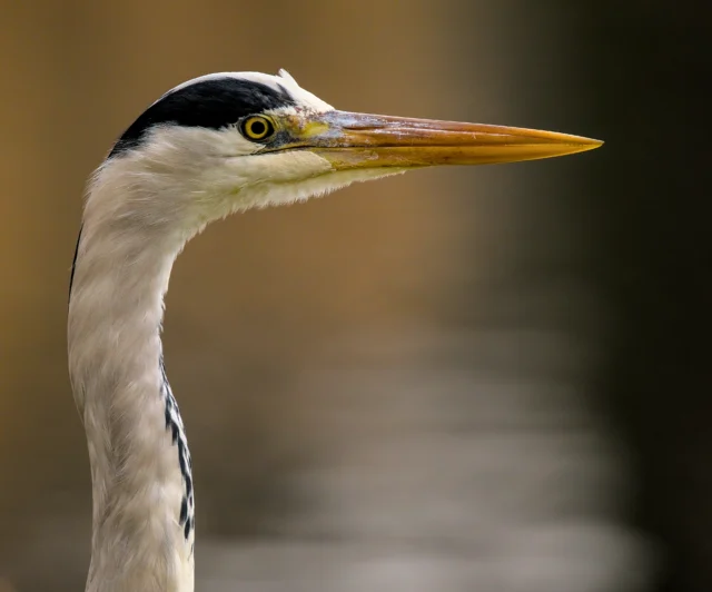 Grey heron (Ardea cinerea)