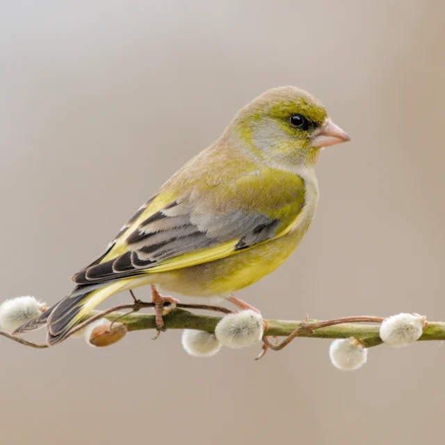 European greenfinch (Chloris chloris)