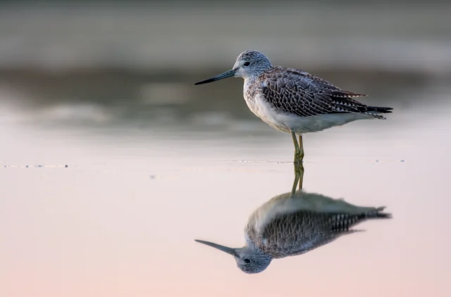 Common greenshank (Tringa nebularia)