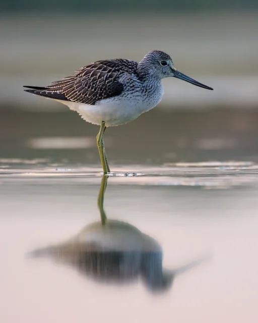 Common greenshank (Tringa nebularia)