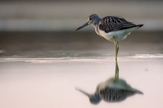 Common greenshank (Tringa nebularia)