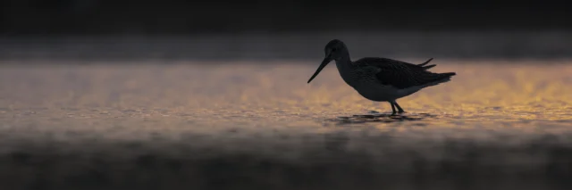 Common greenshank (Tringa nebularia)