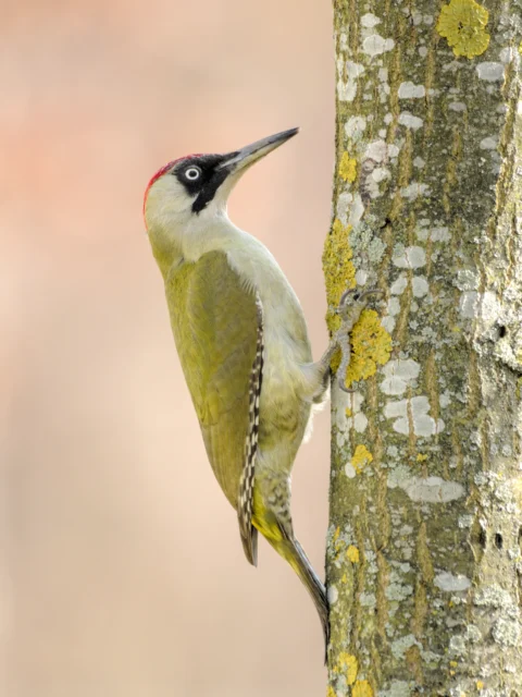 Eurasian green woodpecker (Picus viridis)