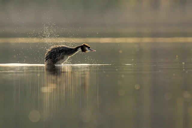 Great crested grebe (Podiceps cristatus)