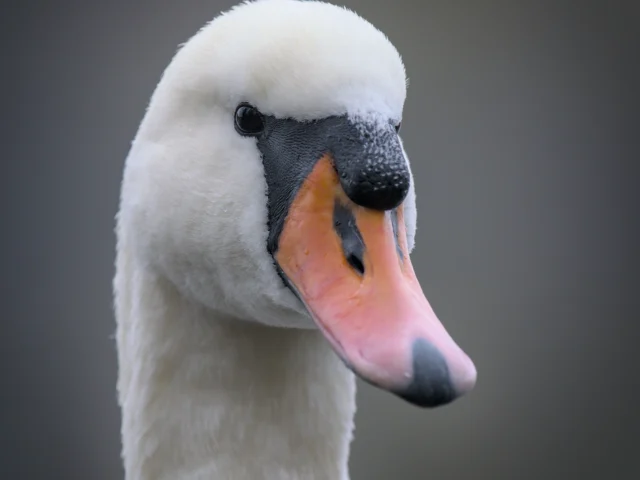 Mute swan (Cygnus olor)