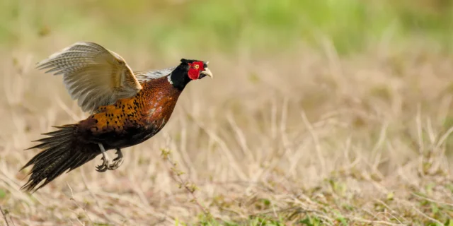 Ring-necked pheasant (Phasianus colchicus)