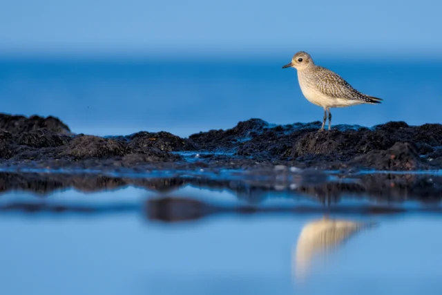Grey plover (Pluvialis squatarola)