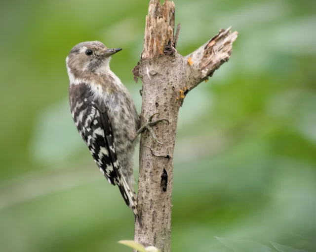 Japanese Pygmy Woodpecker (Yungipicus kizuki)