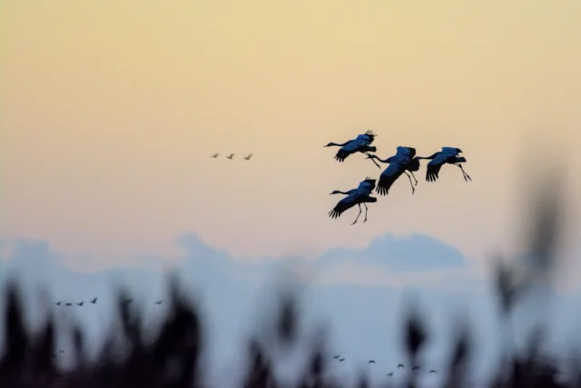 Common crane (Grus grus)