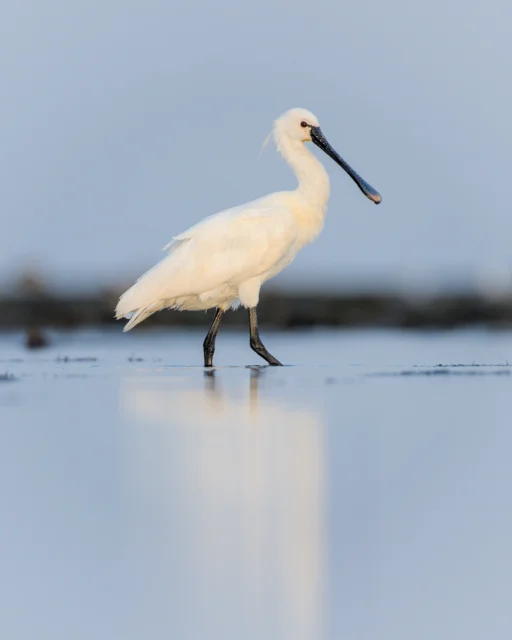 Eurasian spoonbill (Platalea leucorodia)