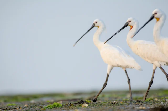 Eurasian spoonbill (Platalea leucorodia)