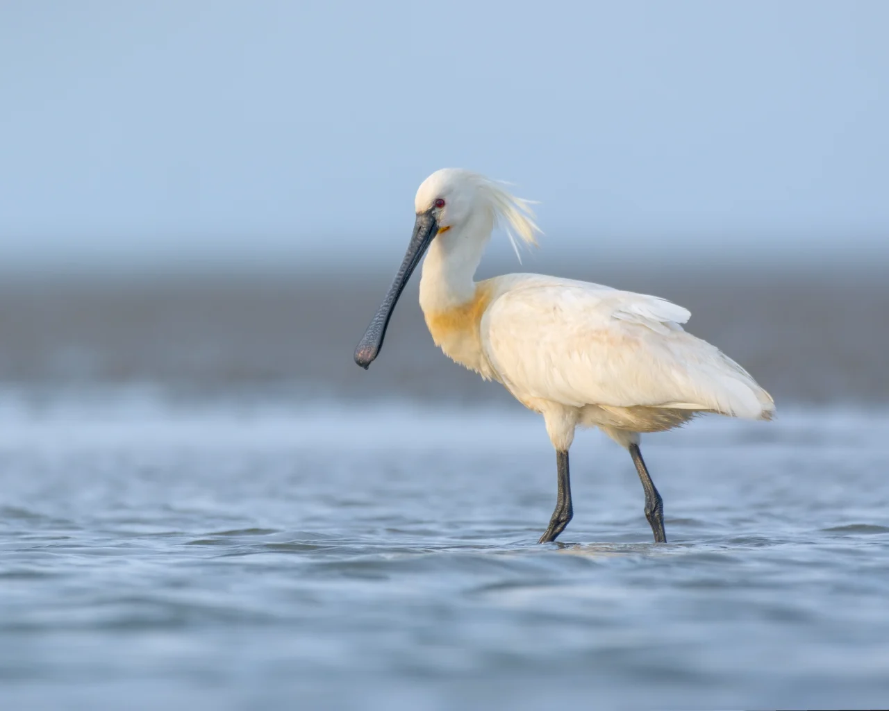 Eurasian spoonbill (Platalea leucorodia)