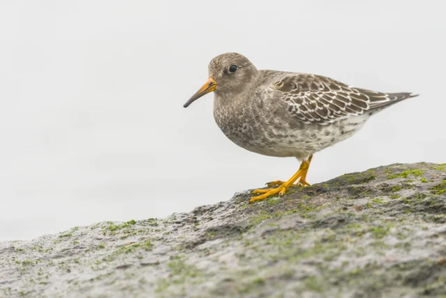 Purple sandpiper (Calidris maritima)