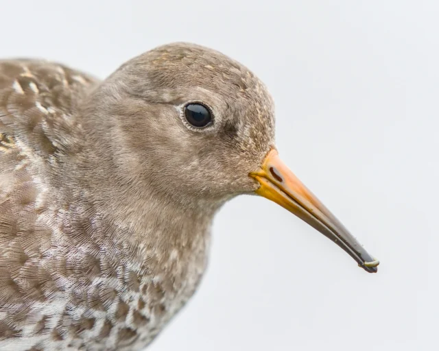 Purple sandpiper (Calidris maritima)