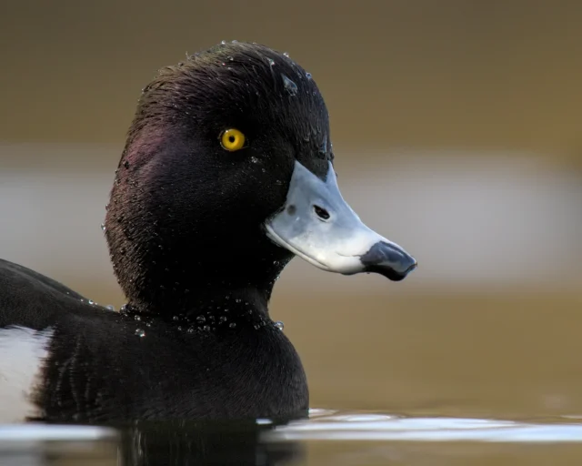 Tufted duck (Aythya fuligula)