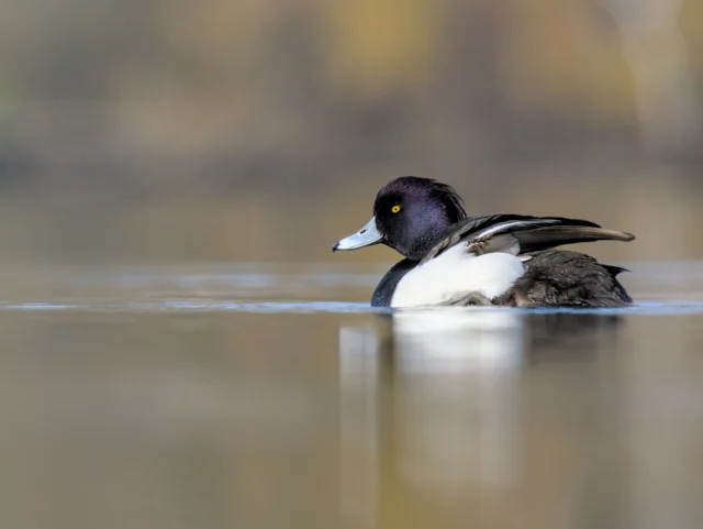 Tufted duck (Aythya fuligula)
