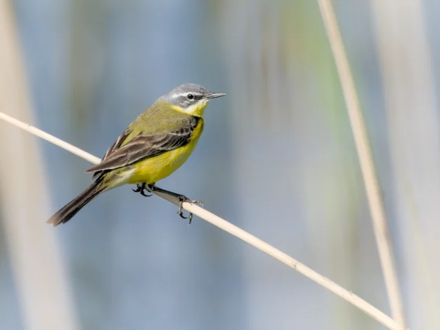 Western yellow wagtail (Motacilla flava)